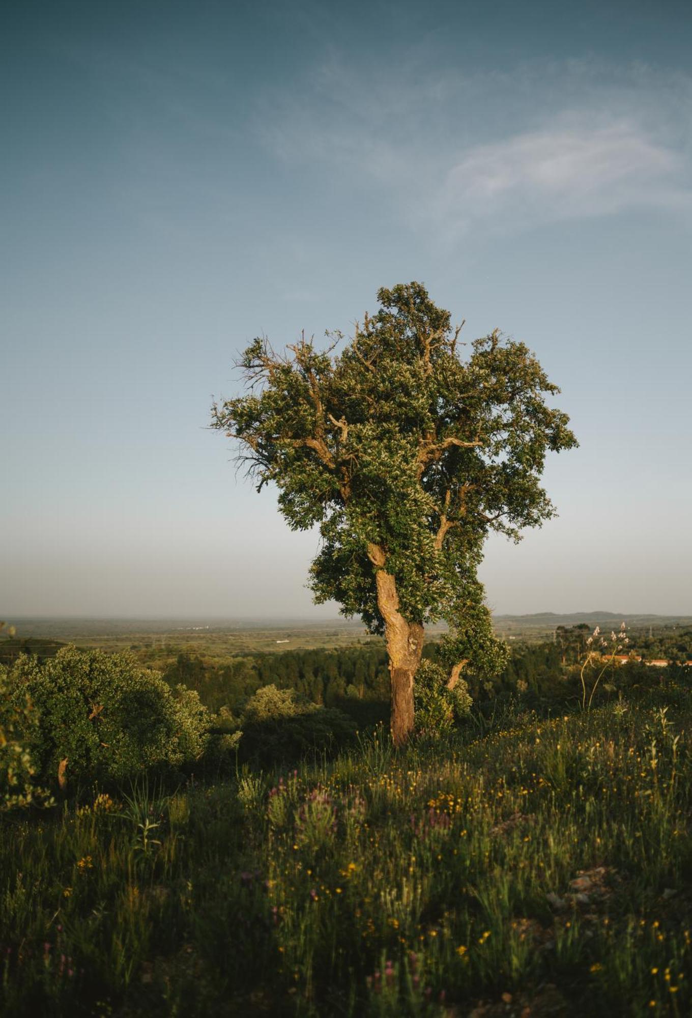 The One - Country House Grândola エクステリア 写真